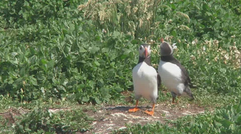 Group of puffins Stock Footage 26068871
