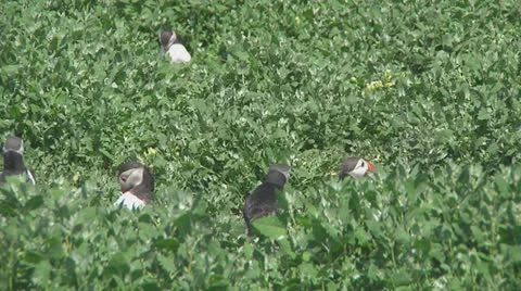 Group of puffins Stock Footage 26069132