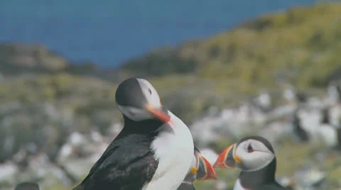 Group of puffins Stock Footage 26070308