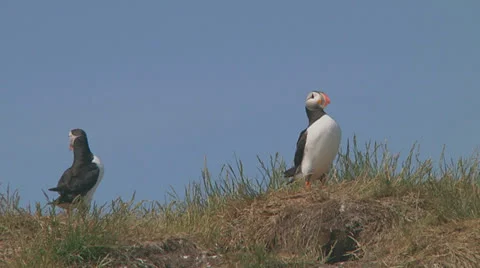 Group of puffins Stock Footage 26071395