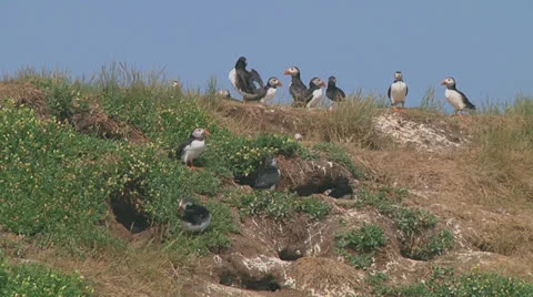Group of puffins Stock Footage 26071820