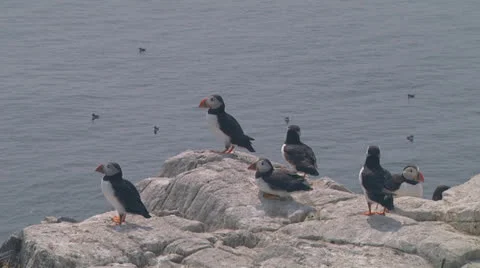 Group of puffins Stock Footage 26072764