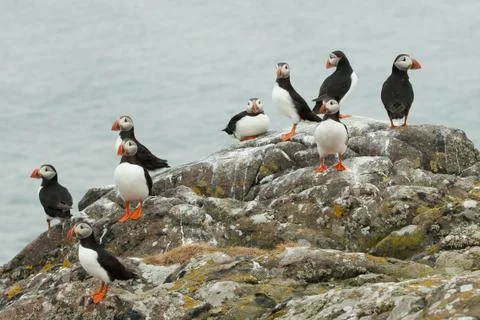 A group of puffins Stock Photos