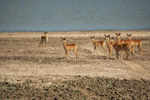 Group of Puku antelopes near river looking for predator Stock Photos
