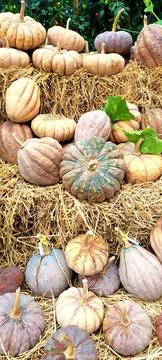 Group of pumpins of various sizes on a pile of hay Foto stock