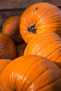 Group Pumpkin Closeup Texture Field Many Colorful Orange White Green Dark R.. Foto stock