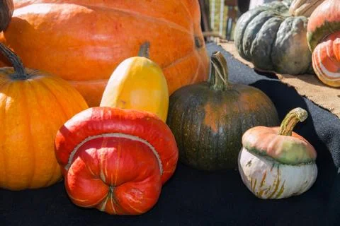 Group of pumpkins of different curious shapes and colors Stock Photos