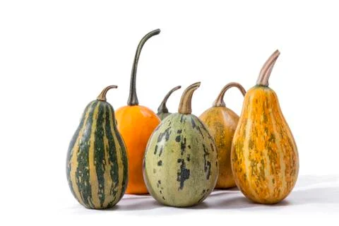 Group of pumpkins of different types and colors isolated Stock Photos