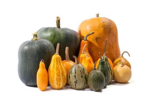 Group of pumpkins of different types and colors isolated Stock Photos
