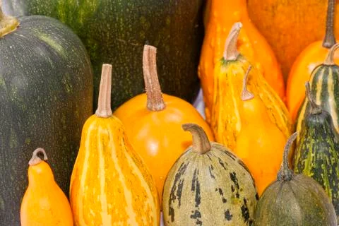 Group of pumpkins of different types and colors Stock Photos