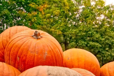 Group of Pumpkins on Forest Background Trees Orange Autumn Fall Seasonal Dayt Stock Photos