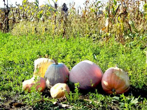 Group of pumpkins on the ground Фото