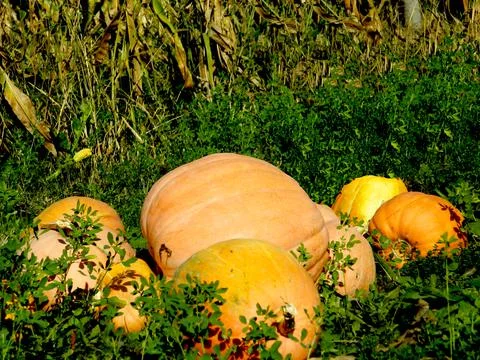 Group of pumpkins on the ground Fotos Stock
