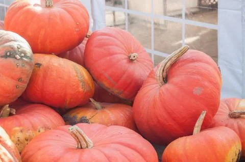 Group of pumpkins for halloween Stock Photos