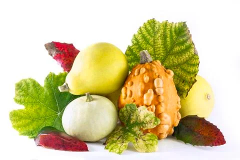 Group of pumpkins with leafs Stock Photos