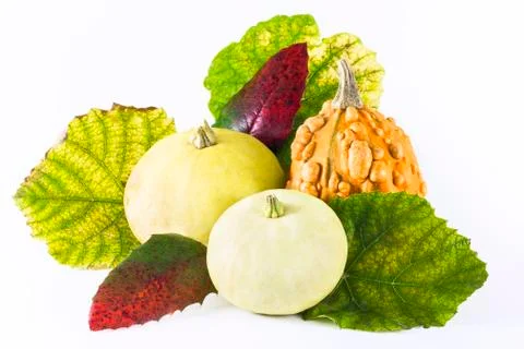 Group of pumpkins with leafs Stock Photos