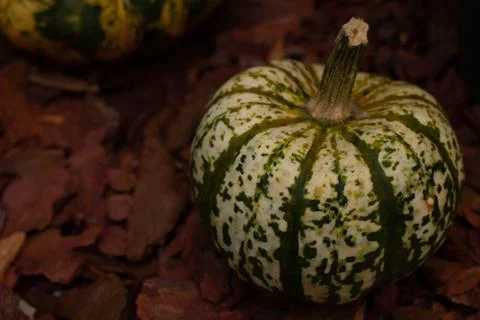 A group of pumpkins Stock-Fotos