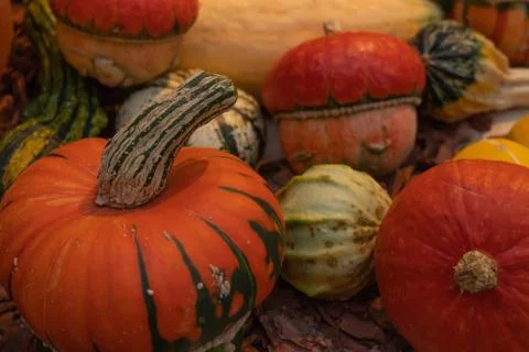 A group of pumpkins Stock Photos