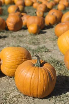 A group of pumpkins in a pumpkin patch Stock Photos