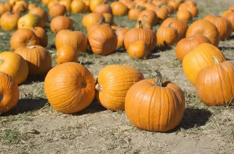 A group of pumpkins in a pumpkin patch Stock Photos