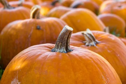 Group of pumpkins sitting in pumpkin patch in afternoon sunlight Stock Photos