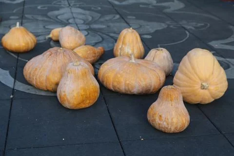 A group of pumpkins, spread out on the ground, in different sizes and shape.. Stock Photos