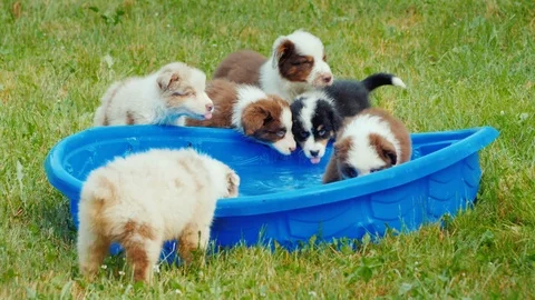 A group of puppies drinks water from a small pool in the backyard Stock Footage 122932327
