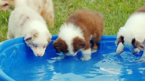 A group of puppies drinks water from a small pool in the backyard Stock Footage 128950101