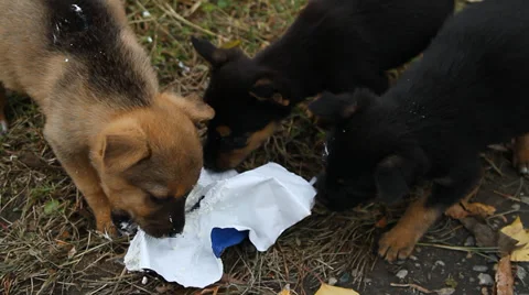 Group of puppies Stock Footage 33379351