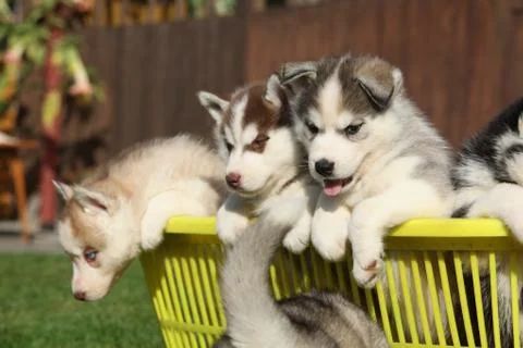 Group of puppies Stock Photos