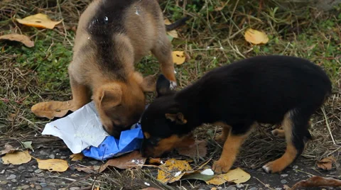 Group of puppies playing Stock Footage 32842950
