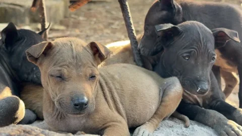 Group of puppy brown lay down on soil ground outdoor daytime. Stock Footage 300749130