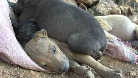 Group of puppy sibling lay down sleep together on soil ground Stock Footage 300748444