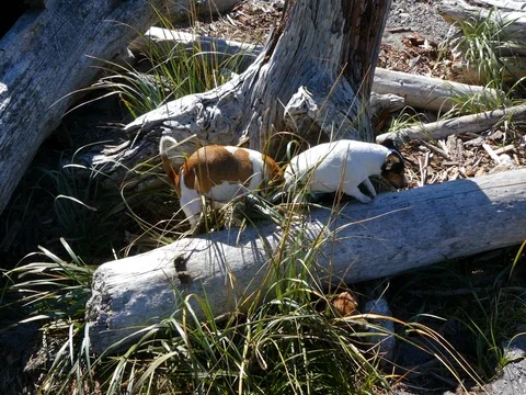Group purebred  jack russel terrier dogs hunting sunny day Stock Footage 80510467