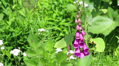 Group of purple flowers Stock Footage 24790613