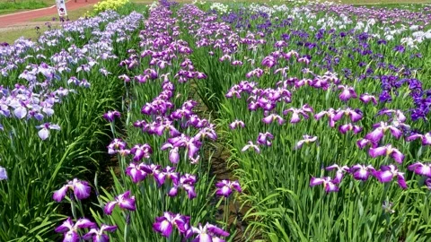 A group of purple irises Stock Footage 244819483