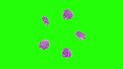 Group of Purple Scallop shell rotation around center point green screen backgrou Stock Footage 322790667