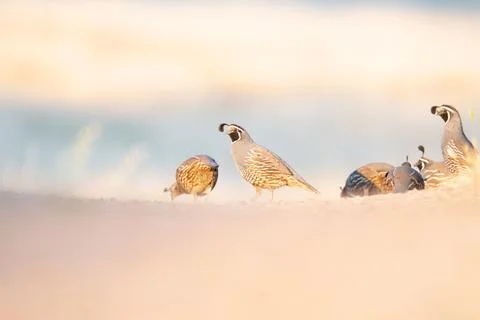 Group of Quail on Trail Fotos de archivo