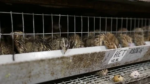 Group of quails in cage Stock Footage 69237264