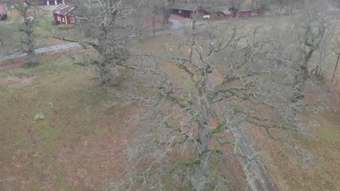 Group of Quercus Petraea Oak Trees Without Leaves, Ascending Aerial Stock Footage 144843402