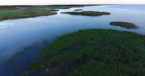 The group of quiet floating wild ducks and white herons in the lagoon - 1 Stock Footage 95526391