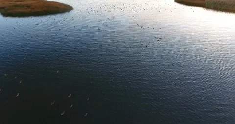 The group of quiet floating wild ducks in the lagoon. Shallow water. Sunset - 2 Stock Footage 95526697