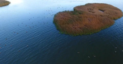 The group of quiet floating wild ducks in the lagoon. Shallow water. Sunset - 3 Stock-Footage 95527124