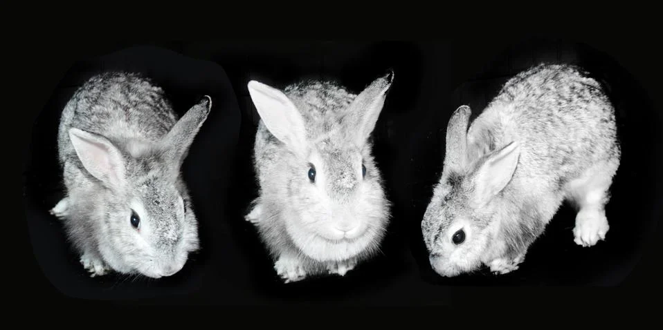 Group of rabbit on black Stock Photos