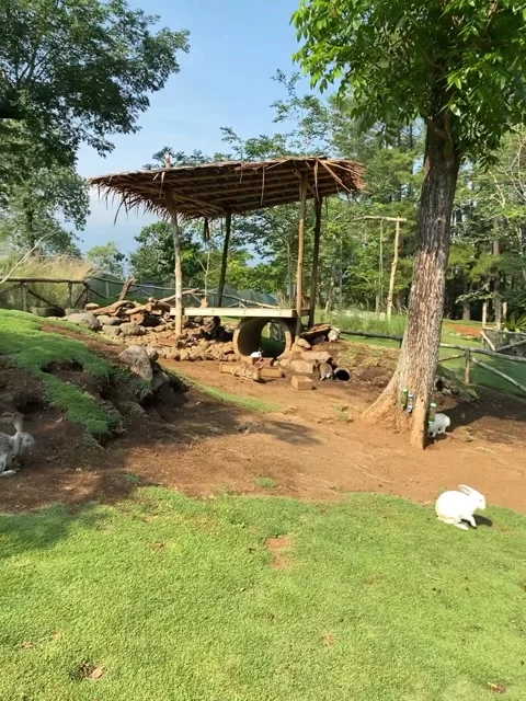 A group of rabbit with various color playing in the green garden. Stock Footage 323217823