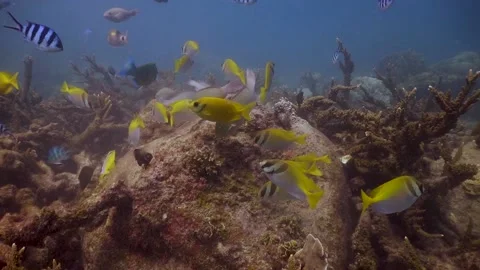 Group of Rabbitfish, Parrotfish and Sergeant Major fish grazing in Koh Video stock 136062508