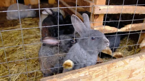 A group of rabbits are sitting behind the bars of a cage and waiting for food Video stock 255706537