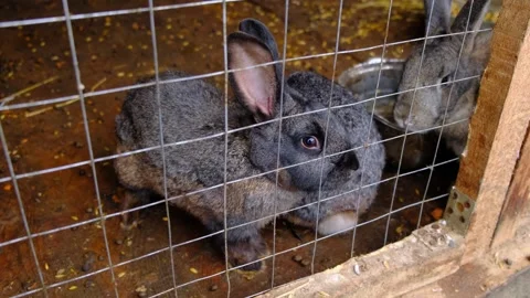 A group of rabbits are sitting behind the bars of a cage and waiting for food Video stock 255706590