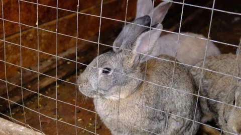 A group of rabbits are sitting behind the bars of a cage and waiting for food Stock Footage 255706609