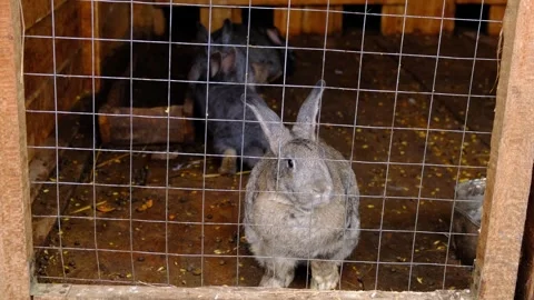 A group of rabbits are sitting behind the bars of a cage and waiting for food Video stock 255706661